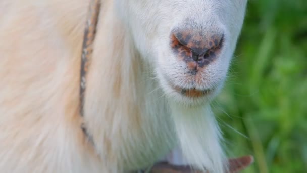 Szczęki kozy przeżuwają trawę. Zbliżenie. Koza żująca trawę. — Wideo stockowe