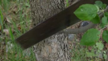 Çiftçi kız meyve ağacı testeresinden bir dal kesiyor.