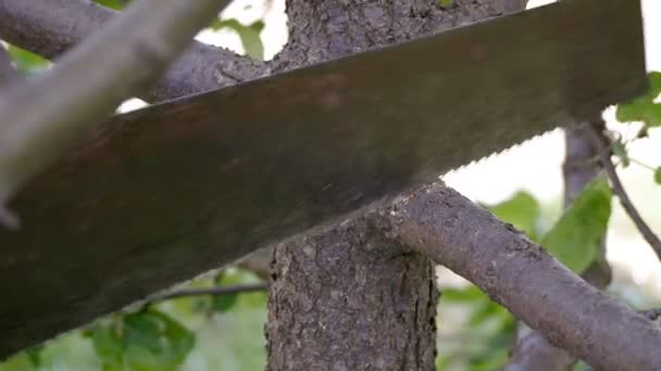 Boer meisje snijdt een aftakking van een fruitboom handzaag — Stockvideo