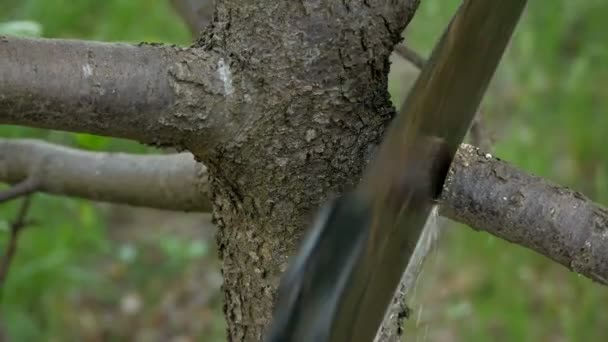 Chica agricultora corta una rama de una sierra de mano de árbol frutal — Vídeo de stock