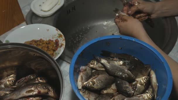 Las manos de una niña limpia peces vivos de escamas vista de cerca sobre el fregadero en el apartamento . — Vídeo de stock