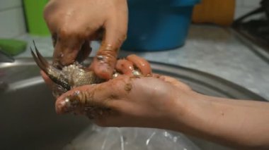 Bir kızın elleri canlı balıkları pullardan temizler. Dairedeki lavabonun üzerinden yakından bakar..