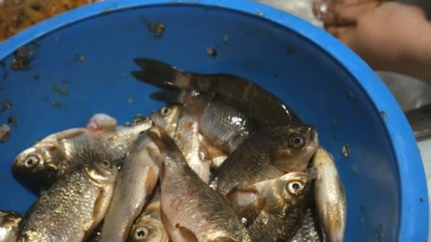 Las manos de una niña limpia peces vivos de escamas vista de cerca sobre el fregadero en el apartamento . — Vídeo de stock