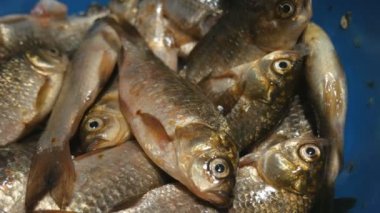 Plastik bir kasede taze taze taze yakalanmış tatlı su nehir balığı. Crucian balığı.