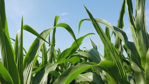 Young field of corn with the long leaves fluttering in the breeze in the background a blue sky with some clouds. — Stock Video