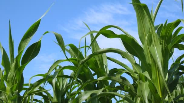Campo joven de maíz con las hojas largas revoloteando en la brisa en el fondo un cielo azul con algunas nubes. — Vídeo de stock