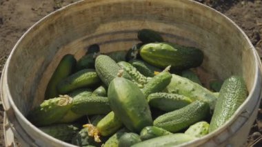 Bahçeden taze salatalık toplarken yakından çekilmiş. Salatalıklar plastik kovaya düşer..
