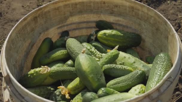 Close-up plukken van verse groene komkommers in de tuin. Komkommers vallen in de plastic emmer. — Stockvideo