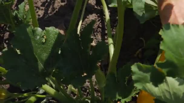 Holka roztrhá cuketu. Detailní záběr farmářských rukou s rostlinnou dřeň nebo cuketou. Farmářská sklizeň. Dělnická sezóna. Ekologické zemědělství koncepce ekologických potravin. — Stock video