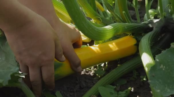 Dziewczyna rozrywa cukinię. Zamknij ręce farmera ze szpikiem warzywnym lub cukinią. Rolnicy zbierają plony. Sezon robotniczy. Koncepcja rolnictwa ekologicznego żywności ekologicznej. — Wideo stockowe