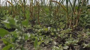 Genç yeşil sarımsak bitkileri tarlada. Kuraklıktan sarımsak kuruyor..