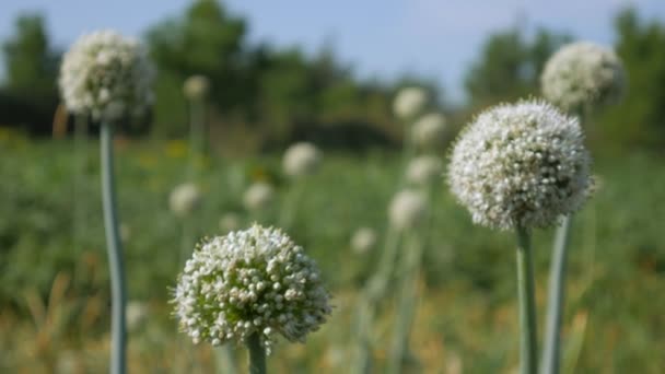 Blühende Zwiebel, blühende Zwiebelpflanze im Garten. Weiße Zwiebeln blühen auf dem Sommerfeld. Zwiebelpflanzen mit schönen weißen Blüten — Stockvideo