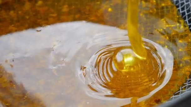 Honey from the honey extractor is filtered through the feed. Honey flows from the extractor on the colander. — Stock Video