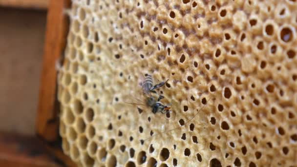 La abeja en el marco con la miel. Honey Bee Brood. El ciclo de vida de las abejas melíferas. — Vídeos de Stock
