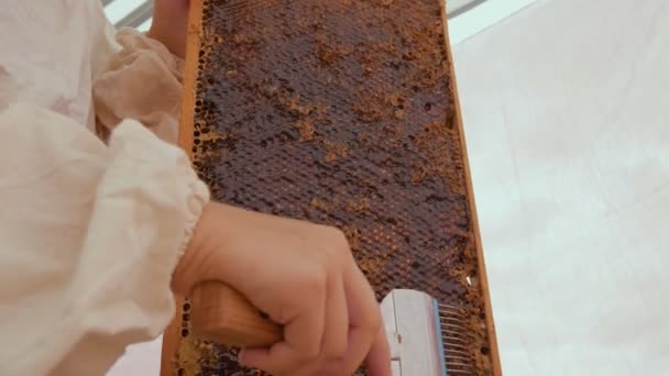 Chica apicultora abrir panal de abeja. Un cuchillo de cerca abre el panal con miel en el marco de la colmena. — Vídeo de stock
