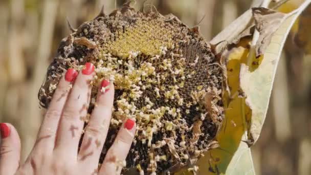 Mulheres agricultor mão verificar sementes maduras de girassóis cabeça. Analisando a colheita da agricultura helianthus no campo rural. — Vídeo de Stock