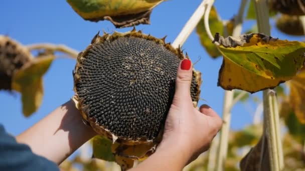 Kadın çiftçi elleri ayçiçeğinin başındaki olgunlaşmış tohumları kontrol eder. Helianthus 'un kırsal alandaki tarım hasadı analiz ediliyor. — Stok video