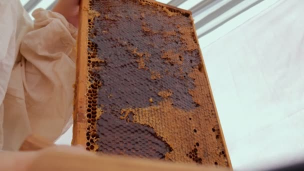 Imkerin entsiegelt Bienenwabe. Ein Close-up-Messer öffnet Waben mit Honig auf Rahmen aus Bienenstock. — Stockvideo