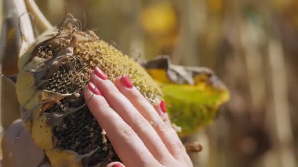 Vrouwelijke boer hand controleren rijpe zaden van zonnebloemen hoofd. Analyse van de helianthus landbouwoogst op het platteland. — Stockvideo