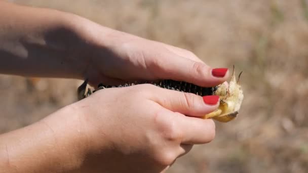 Vrouwelijke boer hand controleren rijpe zaden van zonnebloemen hoofd. Analyse van de helianthus landbouwoogst op het platteland. — Stockvideo