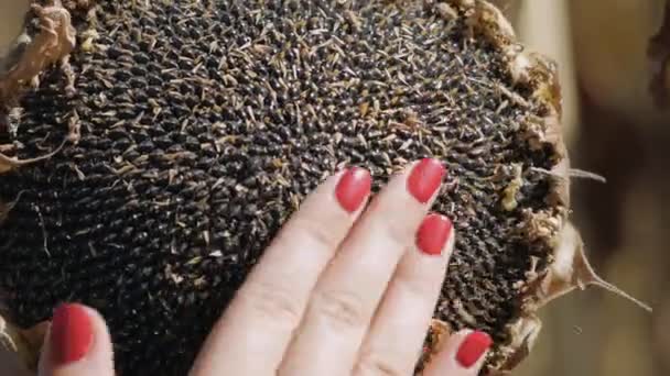 Las mujeres agricultoras revisan las semillas maduras de la cabeza de los girasoles. Análisis de la cosecha agrícola de helianto en el campo rural. — Vídeos de Stock