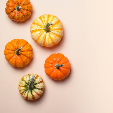 Farklı renkli Pumpkins, mevsim sonbahar Şükran günü ve Cadılar Bayramı arka plan