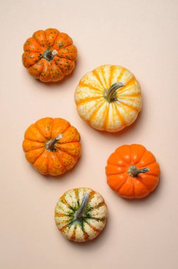 Farklı renkli Pumpkins, mevsim sonbahar Şükran günü ve Cadılar Bayramı arka plan