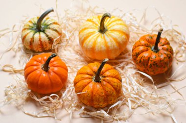 Saman, sonbahar Şükran günü ve Cadılar Bayramı arka plan üzerinde farklı renkli kabaklar