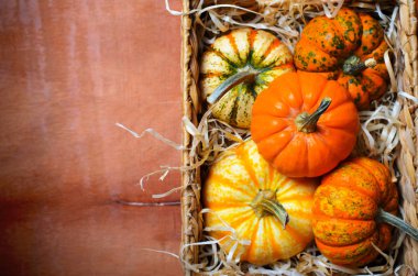 Saman, sonbahar Şükran günü ve Cadılar Bayramı arka plan üzerinde farklı renkli kabaklar