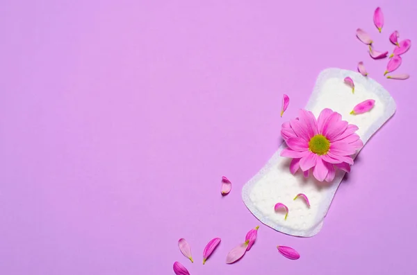 Woman Sanitary Pad Gerbera Daisy Flower Pink Background Feminine Hygiene — Stock Photo, Image