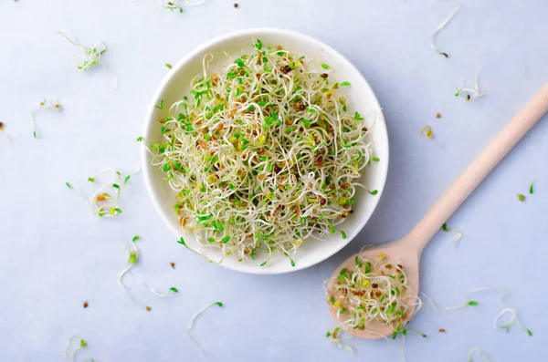 Brotes de alfalfa orgánica verde fresca sobre fondo brillante —  Fotos de Stock