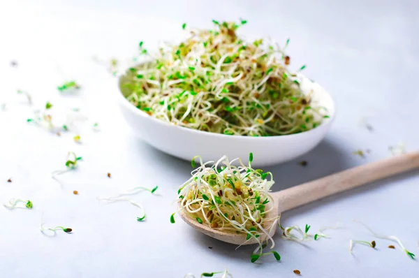 Brotes de alfalfa orgánica verde fresca sobre fondo brillante —  Fotos de Stock