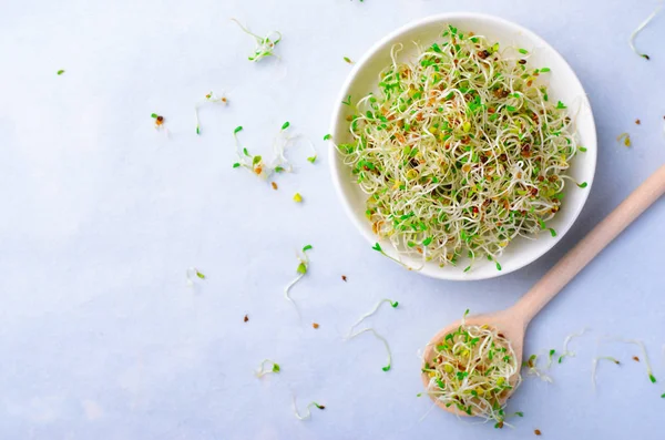 Brotes de alfalfa orgánica verde fresca sobre fondo brillante —  Fotos de Stock