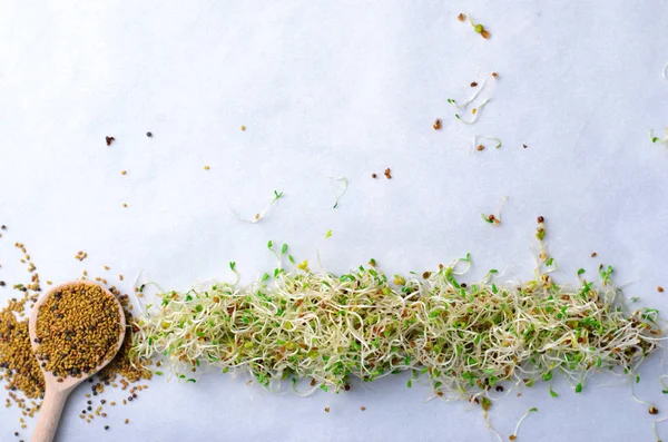 Свежие зеленые органические ростки люцерны на ярком фоне — стоковое фото