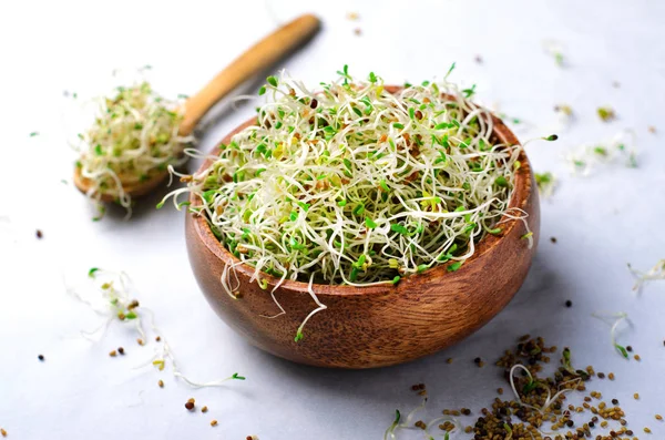 Brotes de alfalfa orgánica verde fresca sobre fondo brillante —  Fotos de Stock