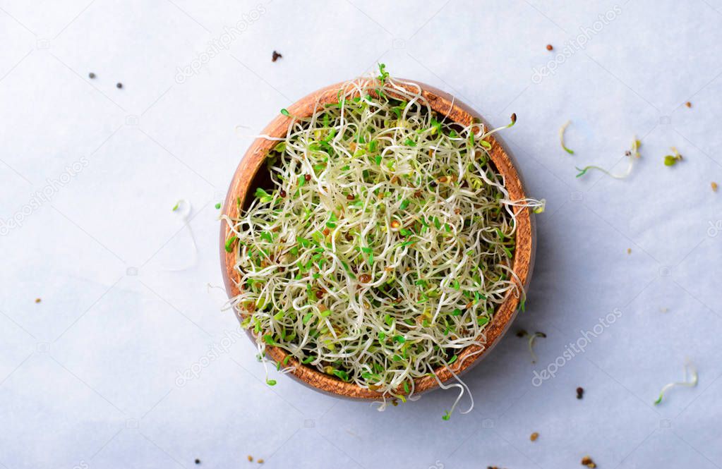 Fresh Green Organic Alfalfa Sprouts on Bright Background