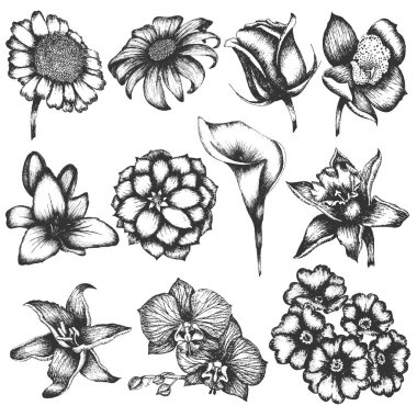 Çizilmiş çiçeği çiçek kümesi. Rose, buck, nergis, Yıldız çiçeği, lily, orkide vektör görüntü.