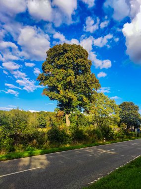 Doğada alışılmadık güzel bir ağaç