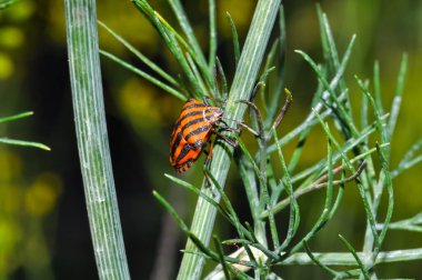 Kırmızı ve siyah İtalyan çizgili böcek veya ozan böcek (Graphosoma lineatum). Yaprağın üzerindeki pis kokulu böcek.