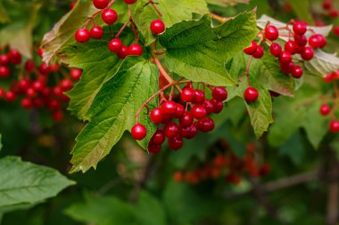 Olgun meyveler ve yeşil yapraklar üzerinde kırmızı viburnum üzümü, Ukrayna 'nın sembolü, doğal yabanmersini