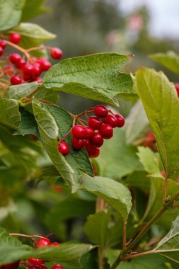 Olgun meyveler ve yeşil yapraklar üzerinde kırmızı viburnum üzümü, Ukrayna 'nın sembolü, doğal yabanmersini