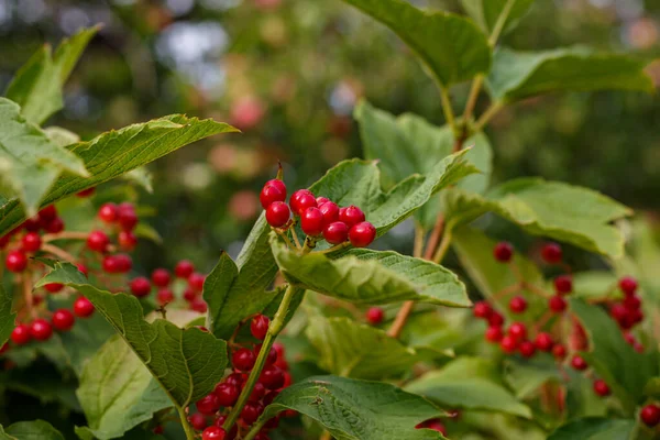 Olgun meyveler ve yeşil yapraklar üzerinde kırmızı viburnum üzümü, Ukrayna 'nın sembolü, doğal yabanmersini
