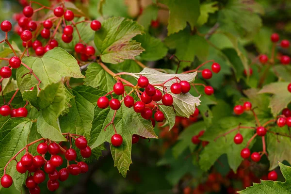 Olgun meyveler ve yeşil yapraklar üzerinde kırmızı viburnum üzümü, Ukrayna 'nın sembolü, doğal yabanmersini