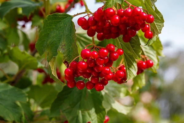 Olgun meyveler ve yeşil yapraklar üzerinde kırmızı viburnum üzümü, Ukrayna 'nın sembolü, doğal yabanmersini