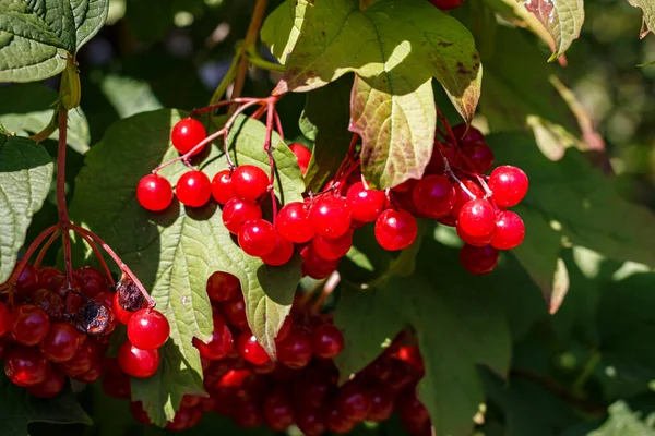Olgun meyveler ve yeşil yapraklar üzerinde kırmızı viburnum üzümü, Ukrayna 'nın sembolü, doğal yabanmersini