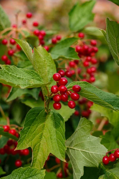 Olgun meyveler ve yeşil yapraklar üzerinde kırmızı viburnum üzümü, Ukrayna 'nın sembolü, doğal yabanmersini