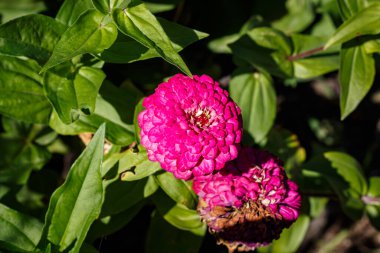 Parlak pembe zinya çiçeği, sarı merkezli, güneşli bir günde yeşil arka planda.