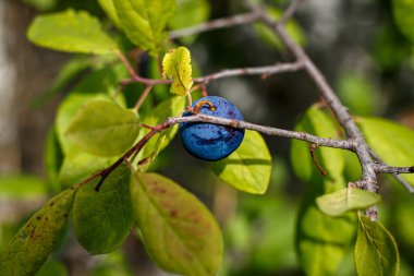 Olgun mavi bir eriğin dalda asılı olduğu yakın plan. Yaz bahçesinde yetişen doğal renklerle sulu doğal bir meyve. Çevre dostu hasat.