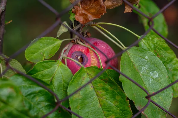 Çitin arkasındaki ağaçta çürümüş kırmızı elma ve yeşil yaprakların arasında hastalık lekeleri var.