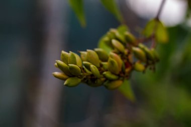 Yaz bahçesindeki yeşil bir arka planda bulunan St. Johns otunun (Hypericum perforatum) sarı çiçekleri, tıbbi bitkiler kapanıyor.